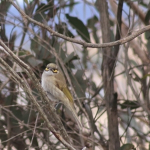 Caligavis chrysops at Goulburn, NSW - 29 Jun 2022