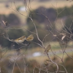 Caligavis chrysops at Goulburn, NSW - 29 Jun 2022