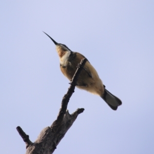 Acanthorhynchus tenuirostris at Goulburn, NSW - 29 Jun 2022 01:26 PM