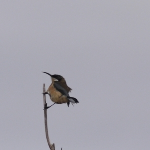 Acanthorhynchus tenuirostris at Goulburn, NSW - 29 Jun 2022