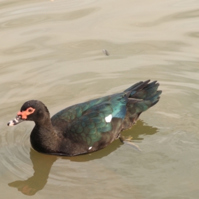 Cairina moschata (Muscovy Duck (Domestic Type)) at Goulburn, NSW - 26 Jun 2022 by Rixon