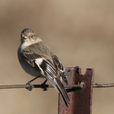 Petroica phoenicea (Flame Robin) at Rendezvous Creek, ACT - 27 Jun 2022 by jb2602