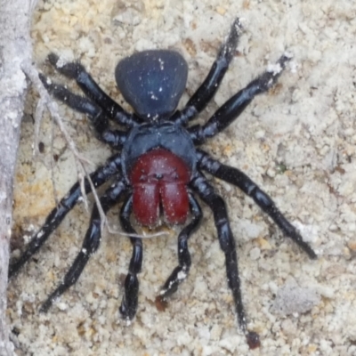 Missulena occatoria (Red-headed Mouse Spider) at Borough, NSW - 30 Jun 2022 by Paul4K