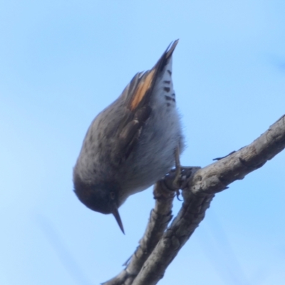 Daphoenositta chrysoptera (Varied Sittella) at Borough, NSW - 30 Jun 2022 by Paul4K