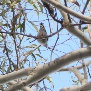 Daphoenositta chrysoptera at Borough, NSW - 30 Jun 2022