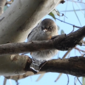 Daphoenositta chrysoptera at Borough, NSW - 30 Jun 2022