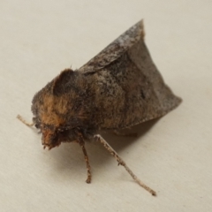 Fisera belidearia (Two-toned Crest-moth) at Boro - 29 Jun 2022 by Paul4K