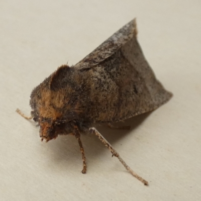 Fisera belidearia (Two-toned Crest-moth) at Borough, NSW - 30 Jun 2022 by Paul4K