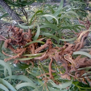 Uromycladium implexae at Belconnen, ACT - 28 Jun 2022