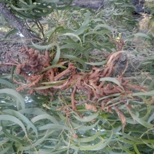 Uromycladium implexae at Belconnen, ACT - 28 Jun 2022