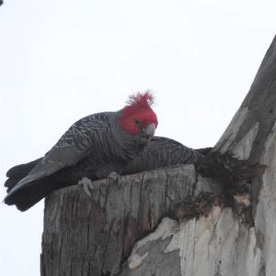 Callocephalon fimbriatum (Gang-gang Cockatoo) at GG07 - 28 Jun 2022 by HelenCross