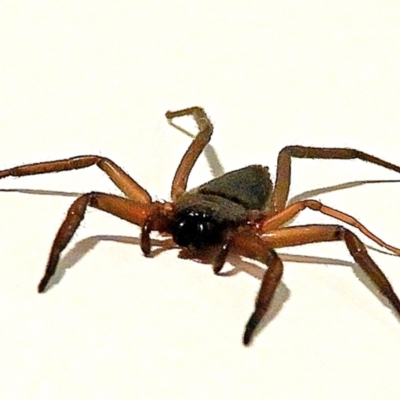 Hemicloea sp. (genus) (Flat bark spider) at Crooked Corner, NSW - 1 Jul 2022 by Milly