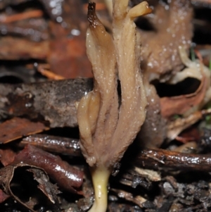 Clavulina sp. at ANBG - 1 Jul 2022