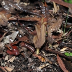 Clavulina sp. at ANBG - 1 Jul 2022