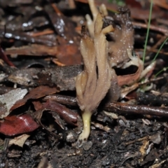 Clavulina sp. at ANBG - 1 Jul 2022 12:16 PM