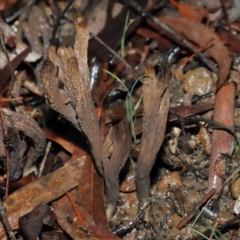 Clavulina cinerea/vinaceocervina at ANBG - 1 Jul 2022 by TimL