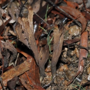 Clavulina cinerea/vinaceocervina at Acton, ACT - 1 Jul 2022 12:20 PM