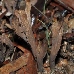 Clavulina cinerea/vinaceocervina at Acton, ACT - 1 Jul 2022 12:20 PM