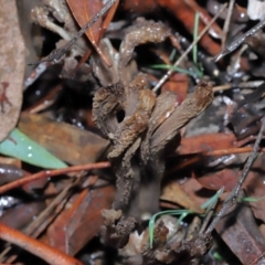 Clavulina cinerea/vinaceocervina at Acton, ACT - 1 Jul 2022 12:20 PM