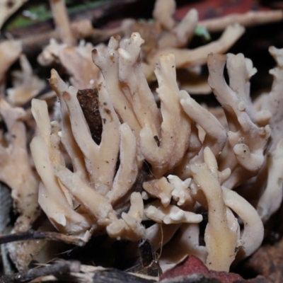 Unidentified Coralloid fungus, markedly branched at Paddys River, ACT - 28 Jun 2022 by TimL