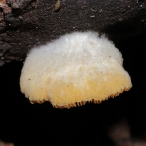 zz Agaric (stemless) at Paddys River, ACT - 28 Jun 2022 11:30 AM