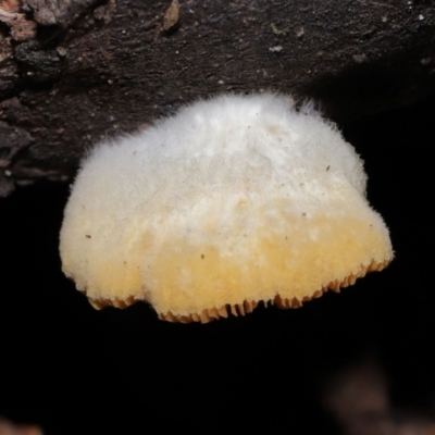 zz Agaric (stemless) at Tidbinbilla Nature Reserve - 28 Jun 2022 by TimL