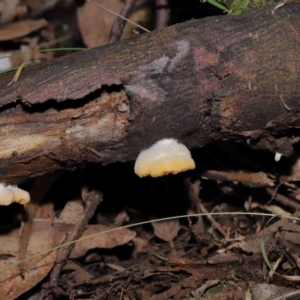 zz Agaric (stemless) at Paddys River, ACT - 28 Jun 2022