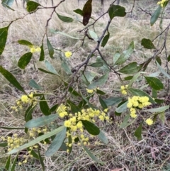 Acacia pycnantha at Jerrabomberra, NSW - 2 Jul 2022 10:05 AM