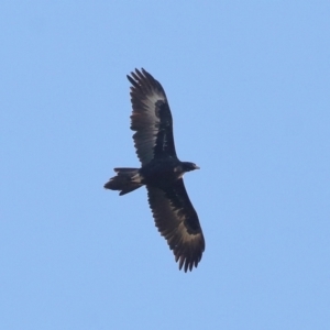 Aquila audax at Paddys River, ACT - 28 Jun 2022