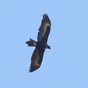 Aquila audax at Paddys River, ACT - 28 Jun 2022