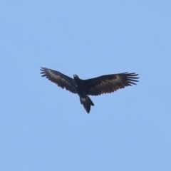 Aquila audax at Paddys River, ACT - 28 Jun 2022