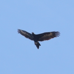 Aquila audax at Paddys River, ACT - 28 Jun 2022