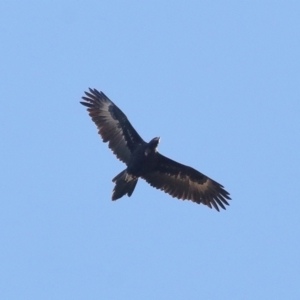 Aquila audax at Paddys River, ACT - 28 Jun 2022