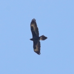 Aquila audax at Paddys River, ACT - 28 Jun 2022