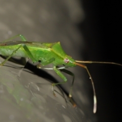 Amblypelta nitida (Fruit-spotting bug) at Acton, ACT - 1 Jul 2022 by TimL