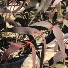 Eucalyptus viminalis (Ribbon Gum) at Cotter River, ACT - 26 Jun 2022 by Tapirlord