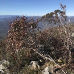 Eucalyptus viminalis at Namadgi National Park - 26 Jun 2022