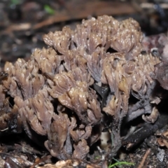 Clavulina cinerea/vinaceocervina at Acton, ACT - 1 Jul 2022 by TimL