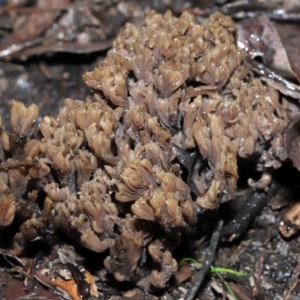 Clavulina cinerea/vinaceocervina at Acton, ACT - 1 Jul 2022 12:12 PM