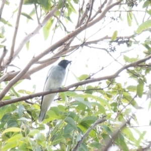 Coracina novaehollandiae at Tallong, NSW - 26 Mar 2022