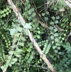 Asplenium flabellifolium (Necklace Fern) at Tidbinbilla Nature Reserve - 26 Jun 2022 by Tapirlord