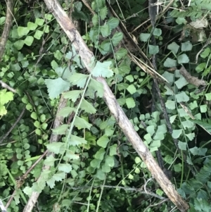 Asplenium flabellifolium at Paddys River, ACT - 26 Jun 2022