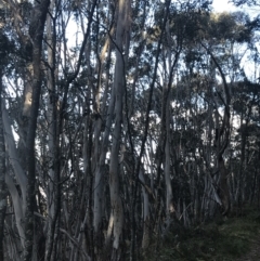 Eucalyptus pauciflora subsp. pauciflora (White Sally, Snow Gum) at Paddys River, ACT - 26 Jun 2022 by Tapirlord