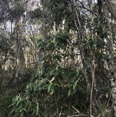 Bedfordia arborescens (Blanket Bush) at Paddys River, ACT - 26 Jun 2022 by Tapirlord