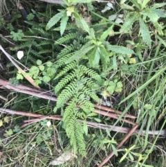 Polystichum proliferum (Mother Shield Fern) at Paddys River, ACT - 26 Jun 2022 by Tapirlord