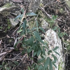 Olearia megalophylla (Large-leaf Daisy-bush) at Paddys River, ACT - 26 Jun 2022 by Tapirlord