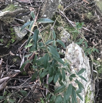 Olearia megalophylla (Large-leaf Daisy-bush) at Paddys River, ACT - 26 Jun 2022 by Tapirlord