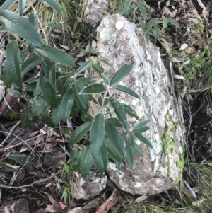 Olearia megalophylla at Paddys River, ACT - 26 Jun 2022 02:42 PM