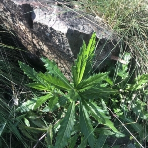 Senecio linearifolius var. latifolius at Paddys River, ACT - 26 Jun 2022