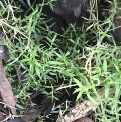 Stellaria pungens (Prickly Starwort) at Paddys River, ACT - 26 Jun 2022 by Tapirlord